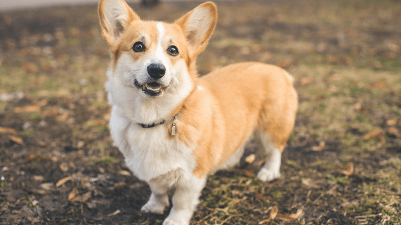 Pembroke Welsh Corgi: Short-Legged Loves with Sturdy Health