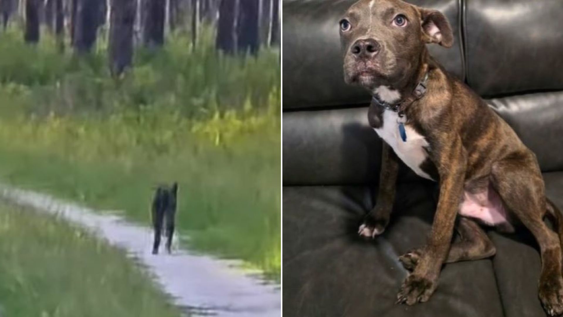 Man Who Was Shocked To Find Skinny Puppy Dumped In Florida Forest Does The Most Heartwarming Thing