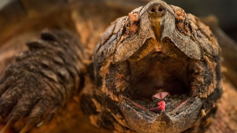Alligator Snapping Turtle: The Dinosaur With A Fishing Lure