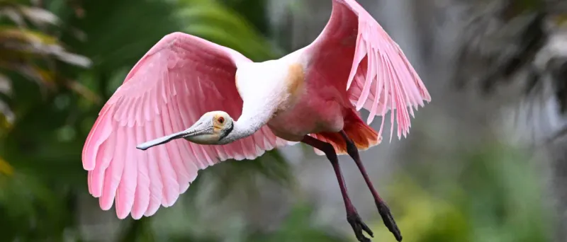 Roseate Spoonbill: Nature's Pink Masterpiece