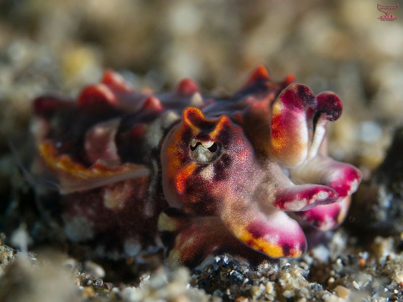 Flamboyant Cuttlefish: Color-Changing Magicians