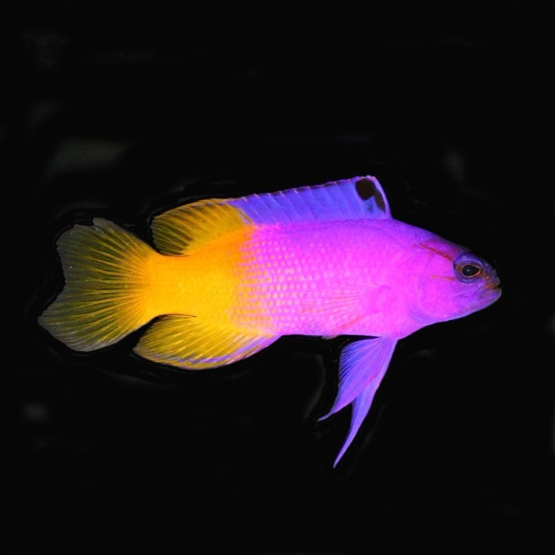 Candy Basslet: Tiny Fish with Neon Glow