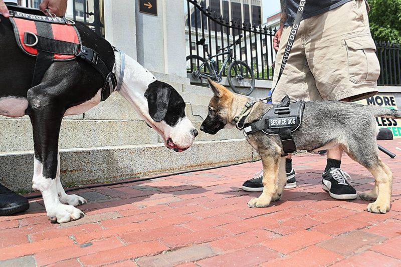 Service Dog Regulations: Access Rights And Training