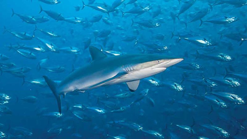 Silky Shark: Sleek Ocean Predator
