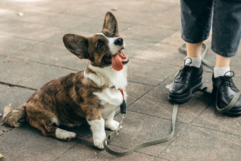 Free, Spectator-Friendly Corgi Races Boost Interest
