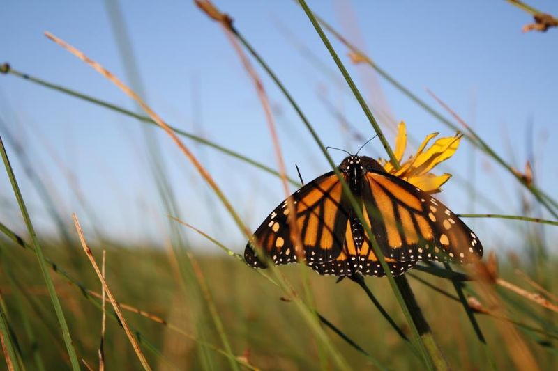 Kansas Department of Wildlife and Parks' Pollinator Highway Network