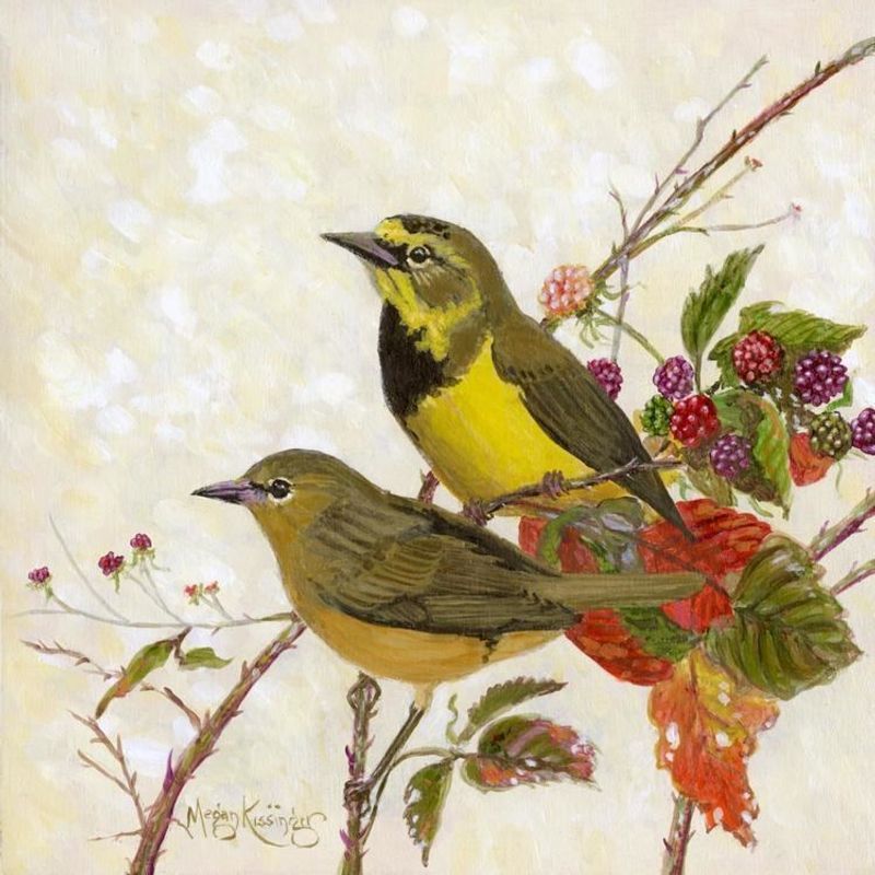 Lost Treasure: Bachman's Warbler
