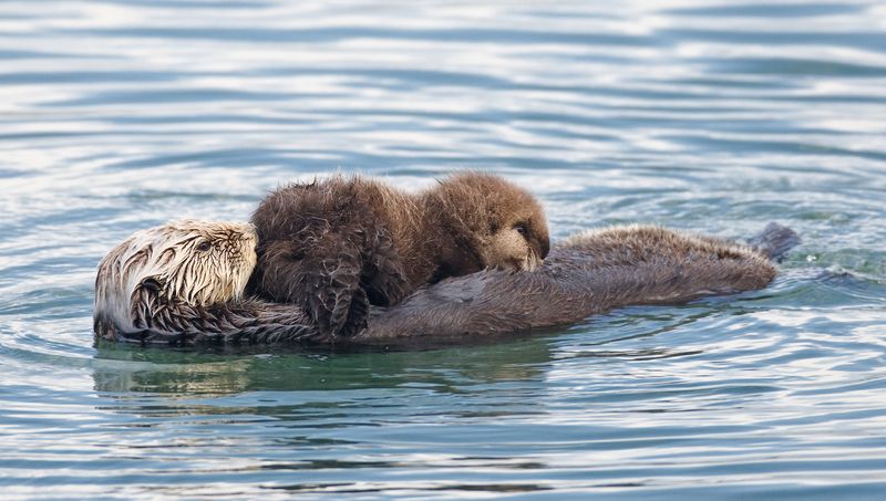 Baby Boom: What Otter Pups Mean for the Ecosystem
