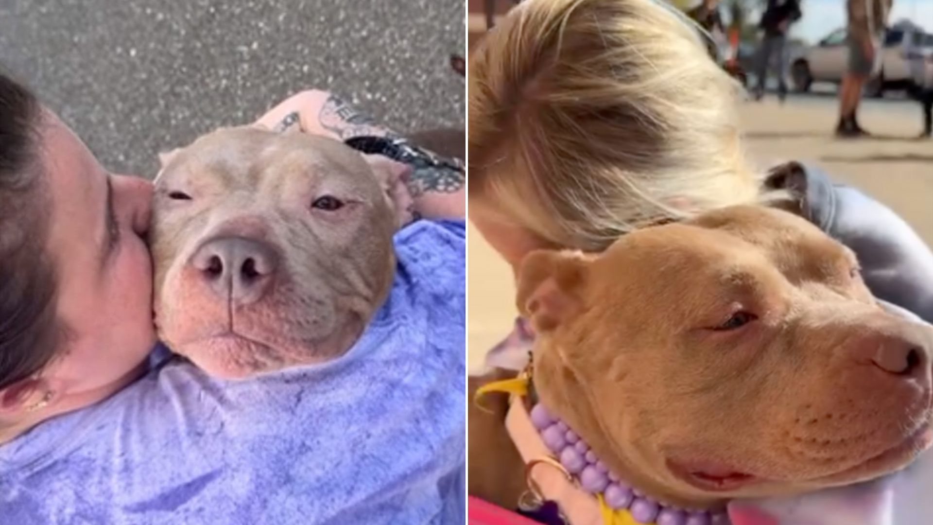 Maryland Dog Was About To Be Euthanized Until A Microchip Uncovered Something Remarkable