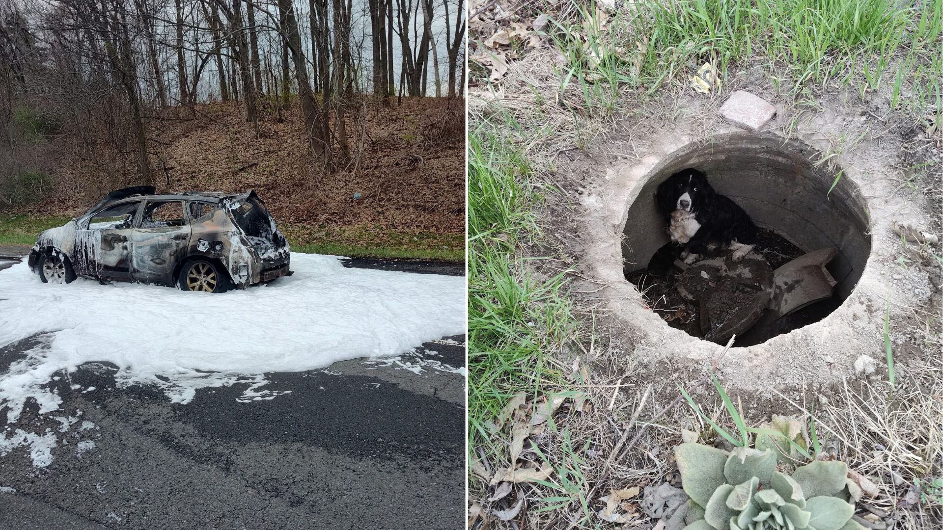 dog in pit