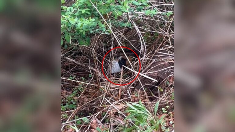 guinea pigs in the woods