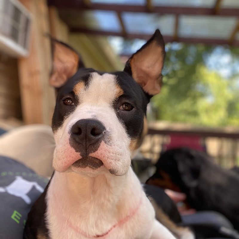 Delaware: Small State, Big Pet Restrictions