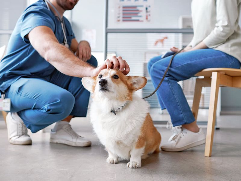 Connecticut's Costly Canine Care