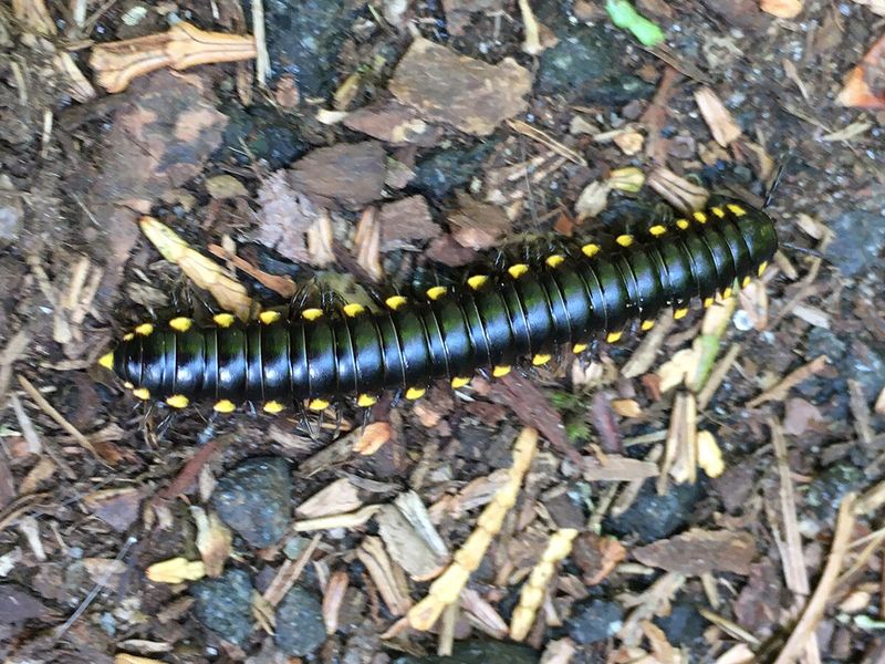 Chemical-Wielding Yellow-Spotted Millipedes