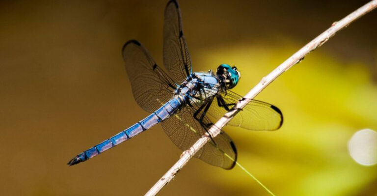 Massive Dragonflies Spotted In Ohio Have ‘Propensity To Entering Buildings To Rest’