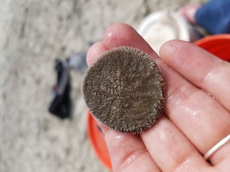 Living Sand Dollars: Nature's Coins