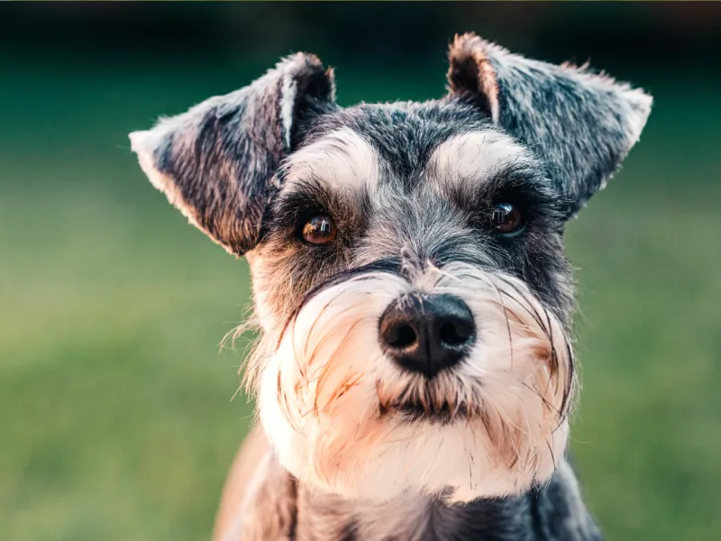 Standard Schnauzer