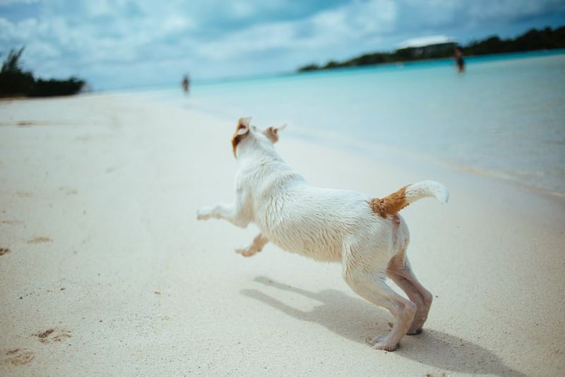 Kailua Beach Park: Where Paws Meet Powder-Soft Sand
