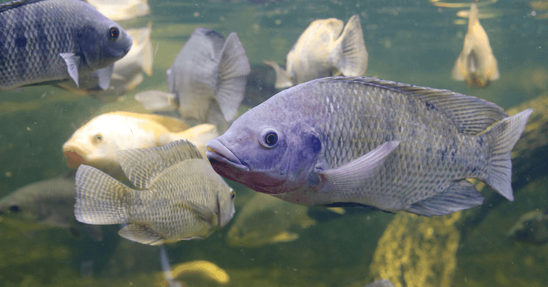 Blue Tilapia: The Gentle Giant