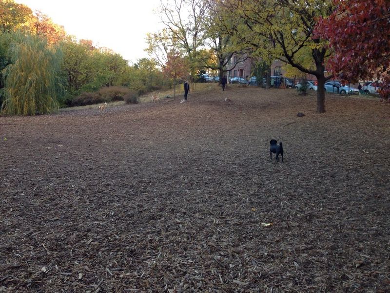 Hillside Dog Park: Brooklyn's Hidden Woodland Retreat