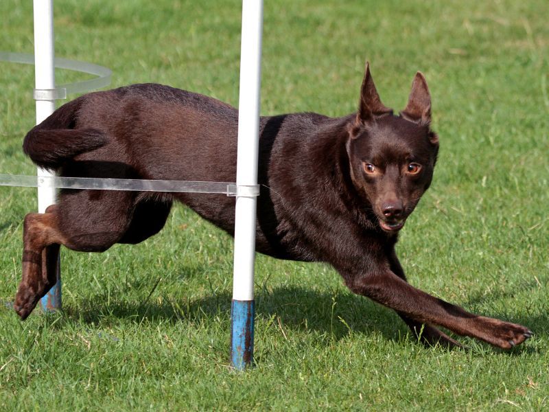 Australian Kelpie: The Rooftop Runner