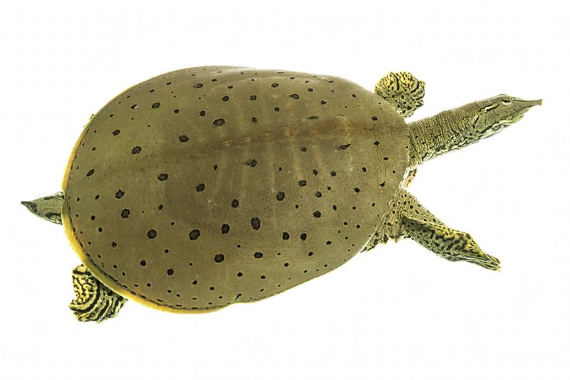 Spiny Softshell Turtle: The Pancake Predator