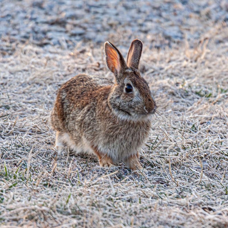 Eastern Cottontail: The Backyard Bunny Everyone Recognizes