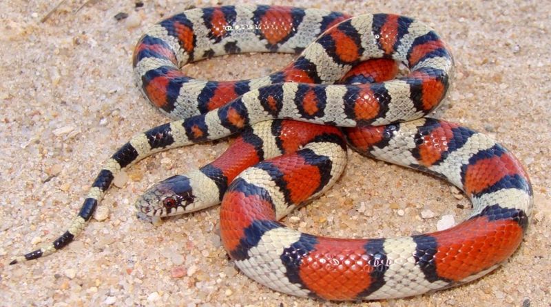 Gray-Banded Kingsnake: The Desert Jewel