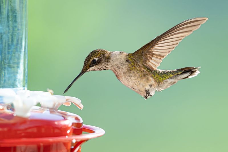 Spotting Success: Essential Hummingbird Watching Tips