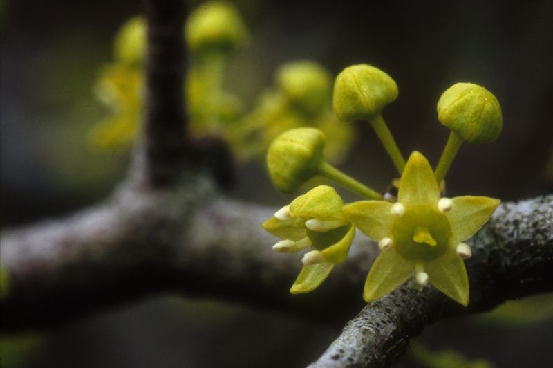Florida Ziziphus: The Mystery Plant