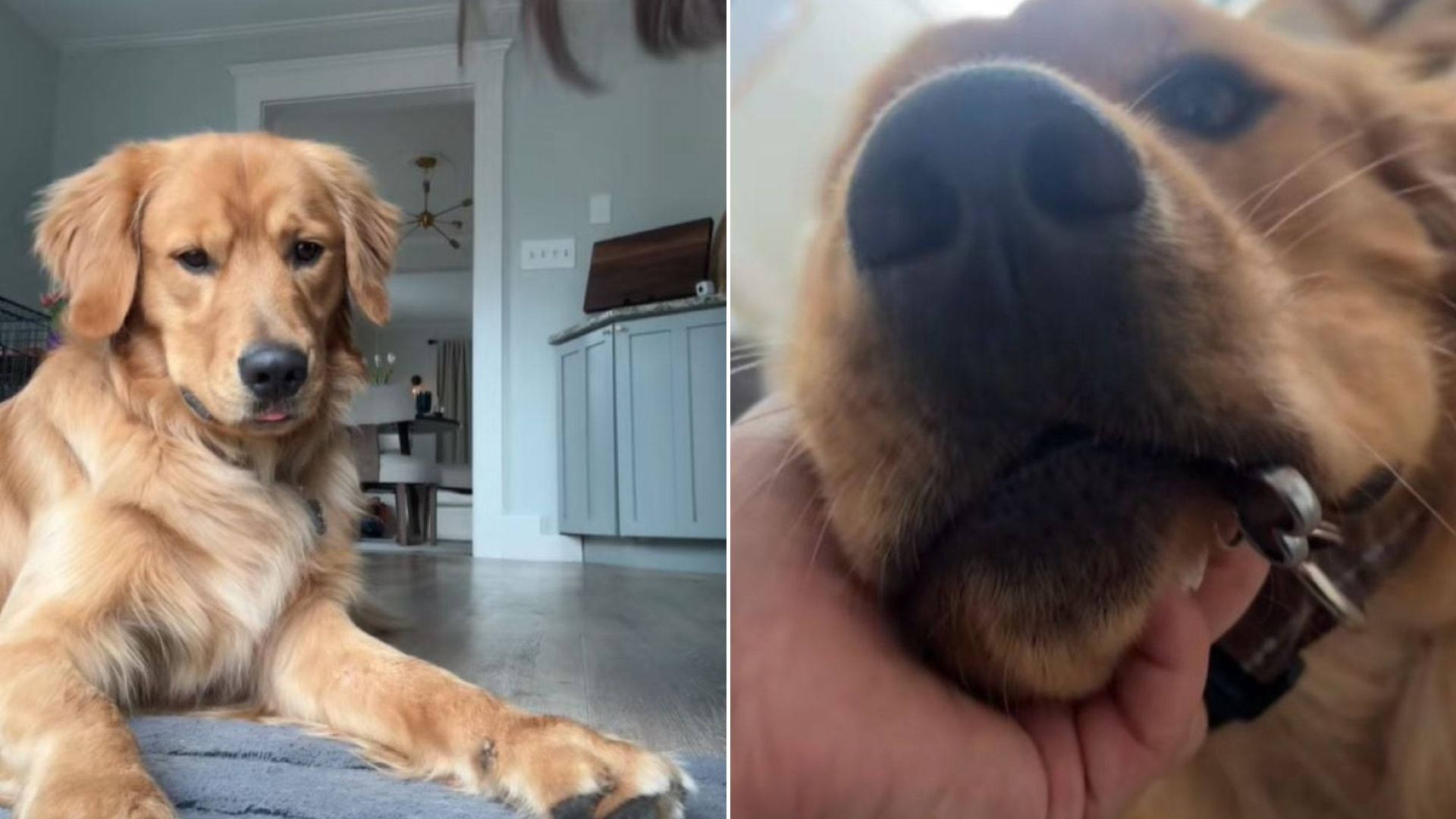 Michigan Dog Leaves Owner Laughing After Grabbing Unexpected Item To Welcome Her Home