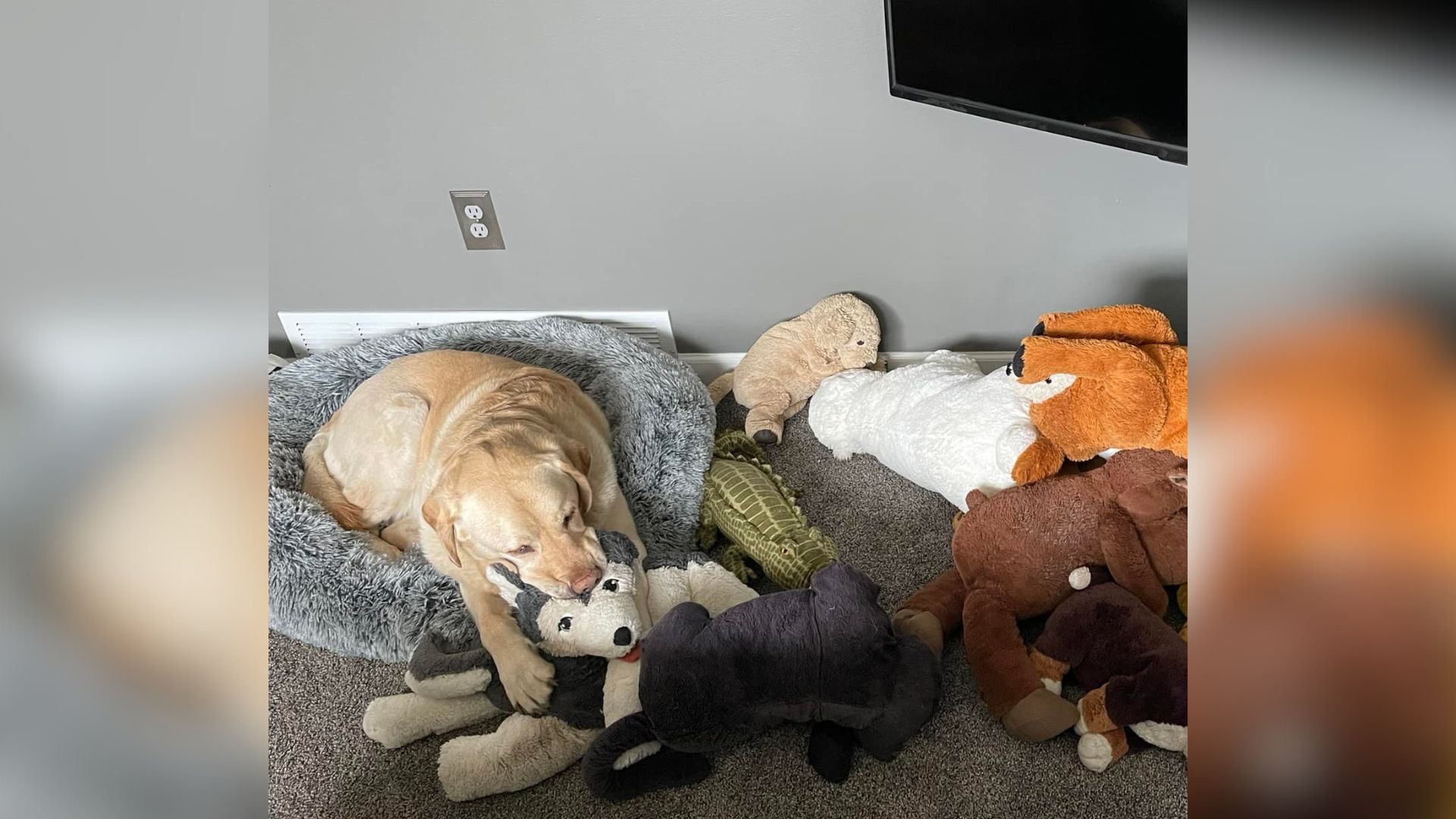 dog with stuffed animals