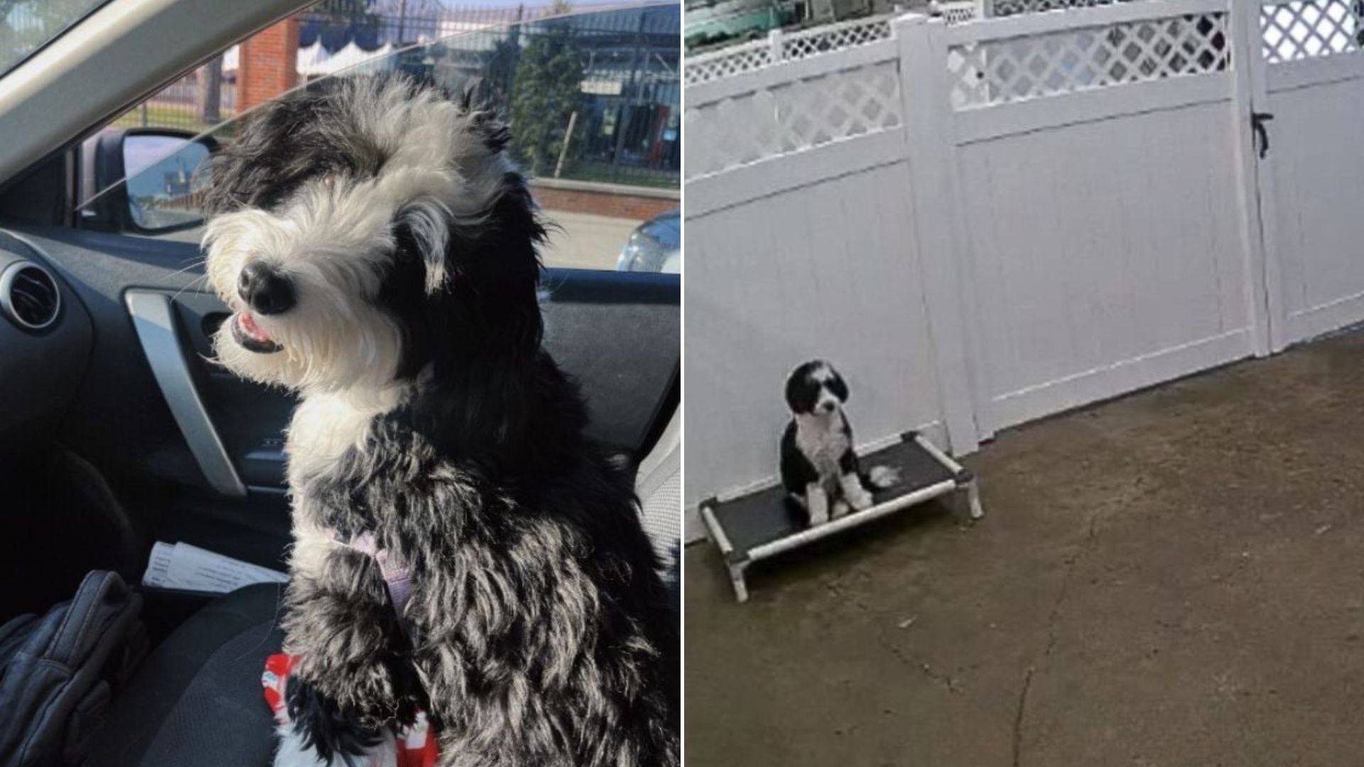 black and white dog