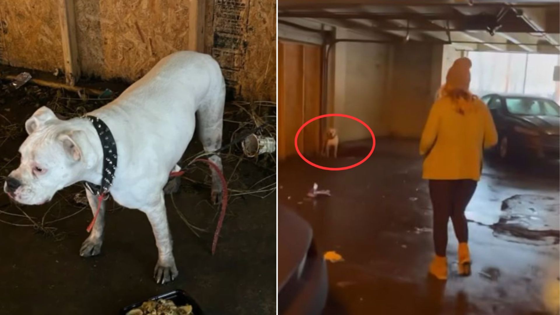 abandoned dog