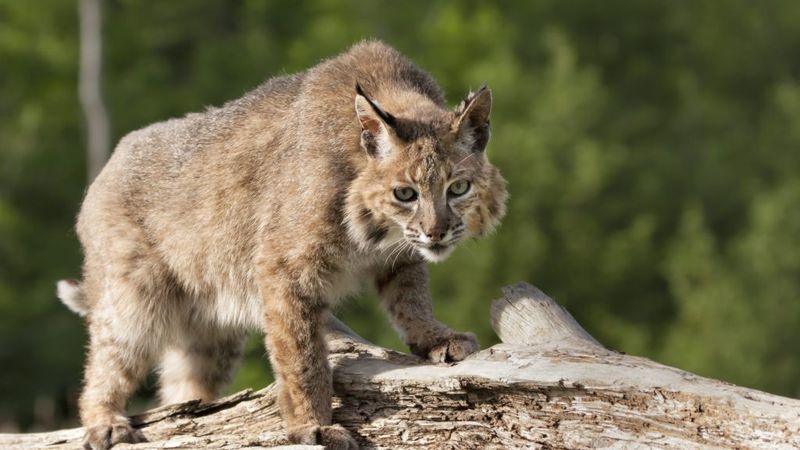 Minnesota's Northwoods Natives