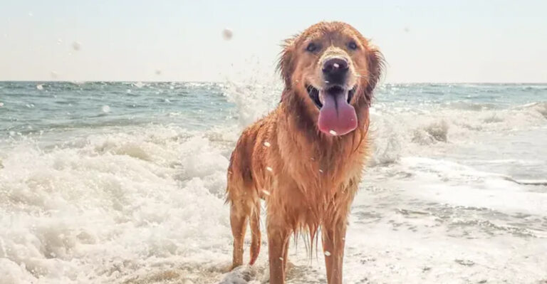 Michigan’s 10 Best Lakes Where Your Dog Can Play And Swim This Summer