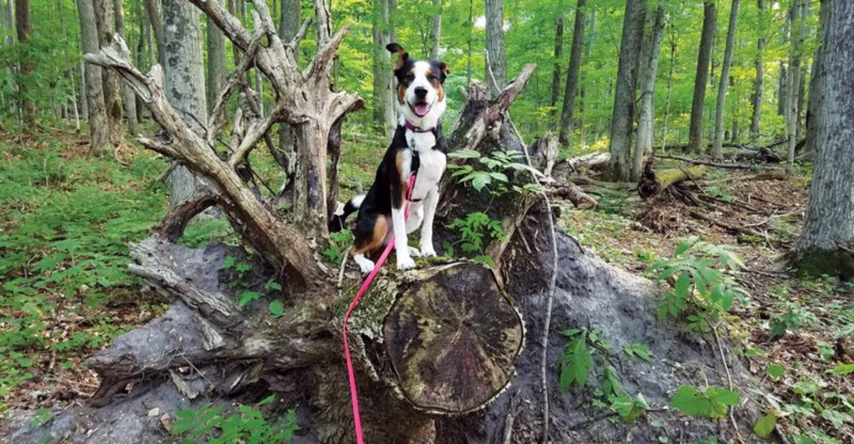 Michigan’s Best 11 Dog-Friendly Trails In State Forests