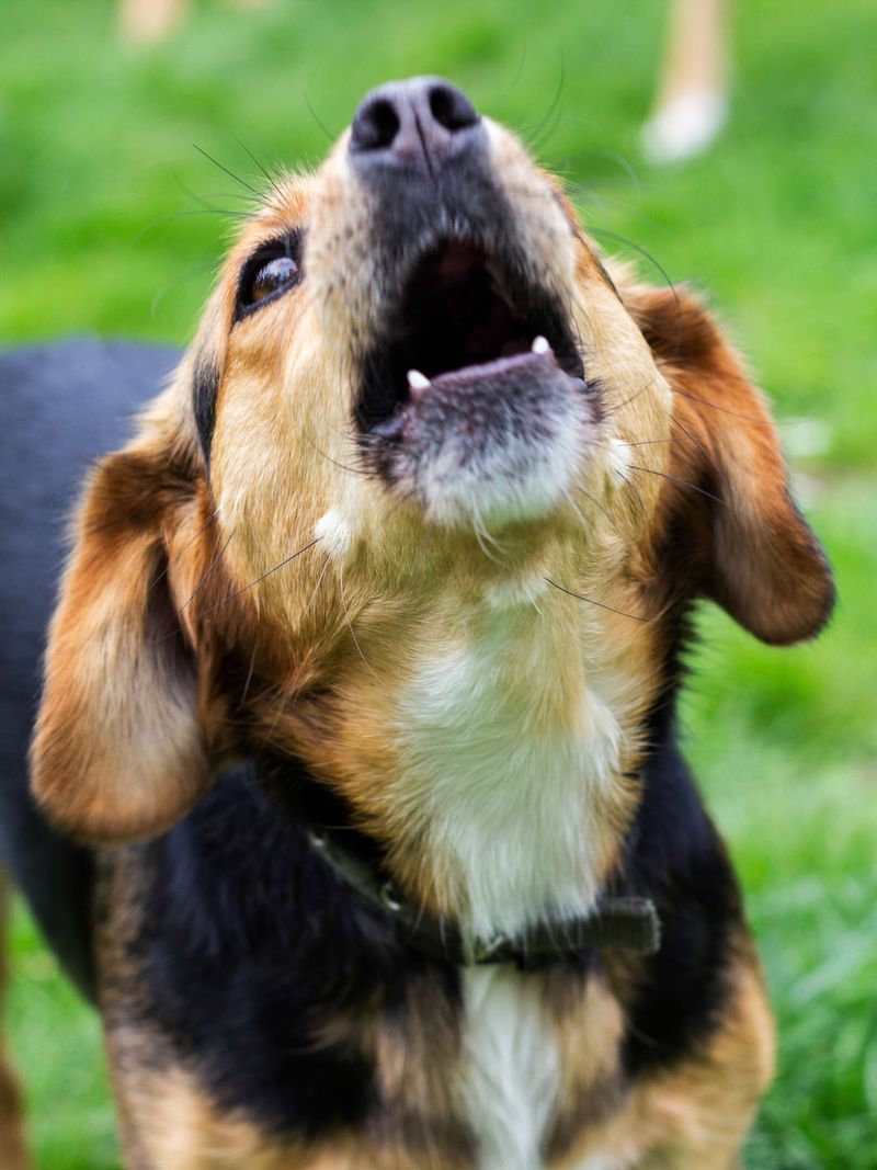 Barking Ordinances: The Noise Nuisance Laws