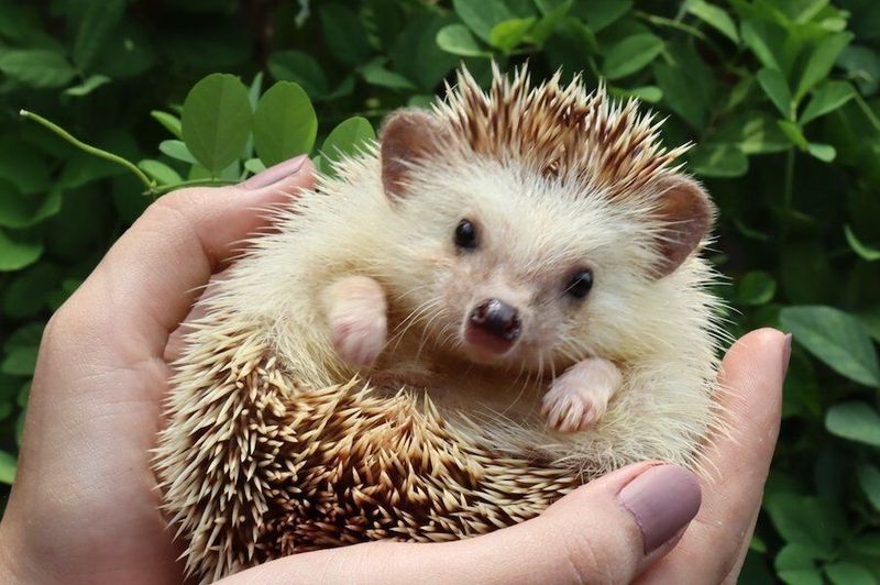 Exotic Pet Ownership Faces Serious Legal Barriers