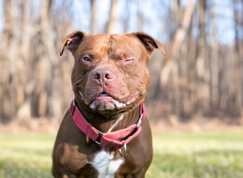 Comply with Breed-Specific Legislation (BSL)
