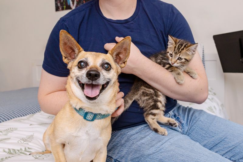 Pet Limits On Residential Areas