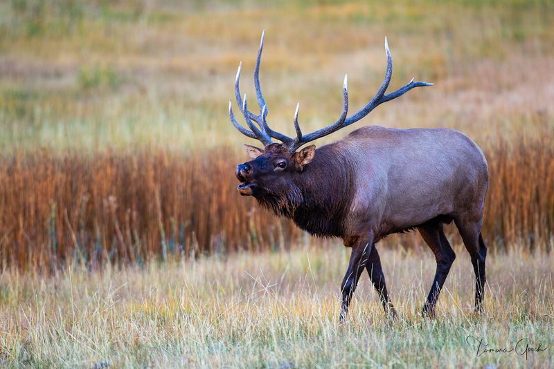 Majestic Elk: The Bugling Bachelors