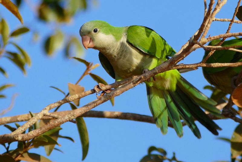 Monk Parakeet (Myiopsitta monachus)