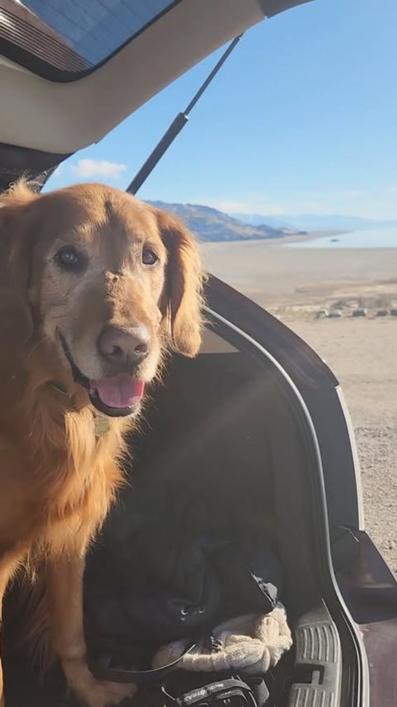 Antelope Island State Park: Wildlife Watching With Fido