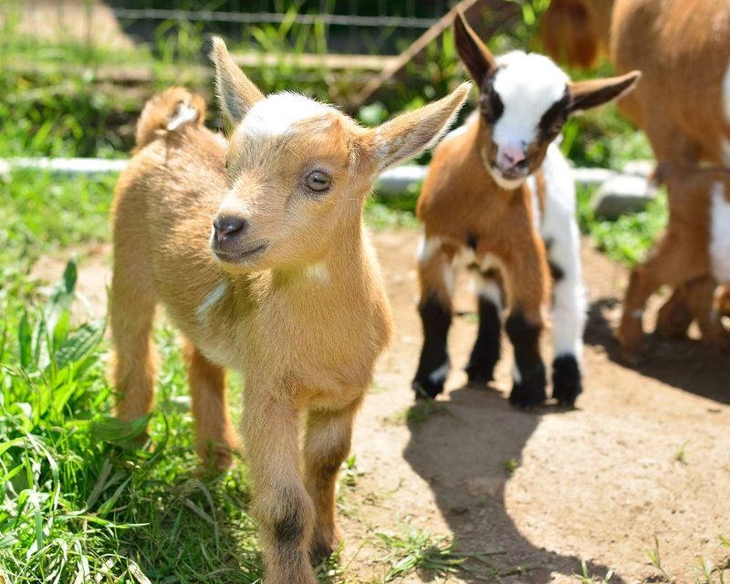 Goats: The Brush-Clearing Comedians