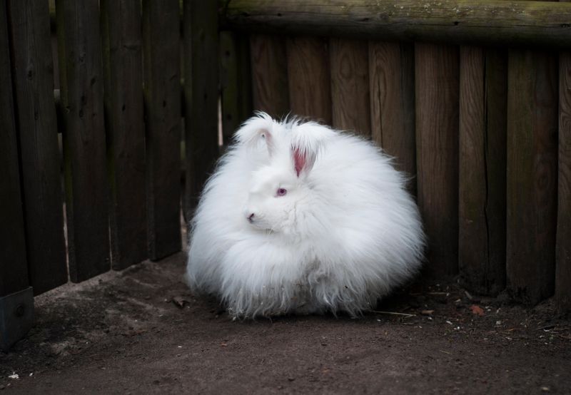 Angora Rabbit: Fluffy Fiber Factories