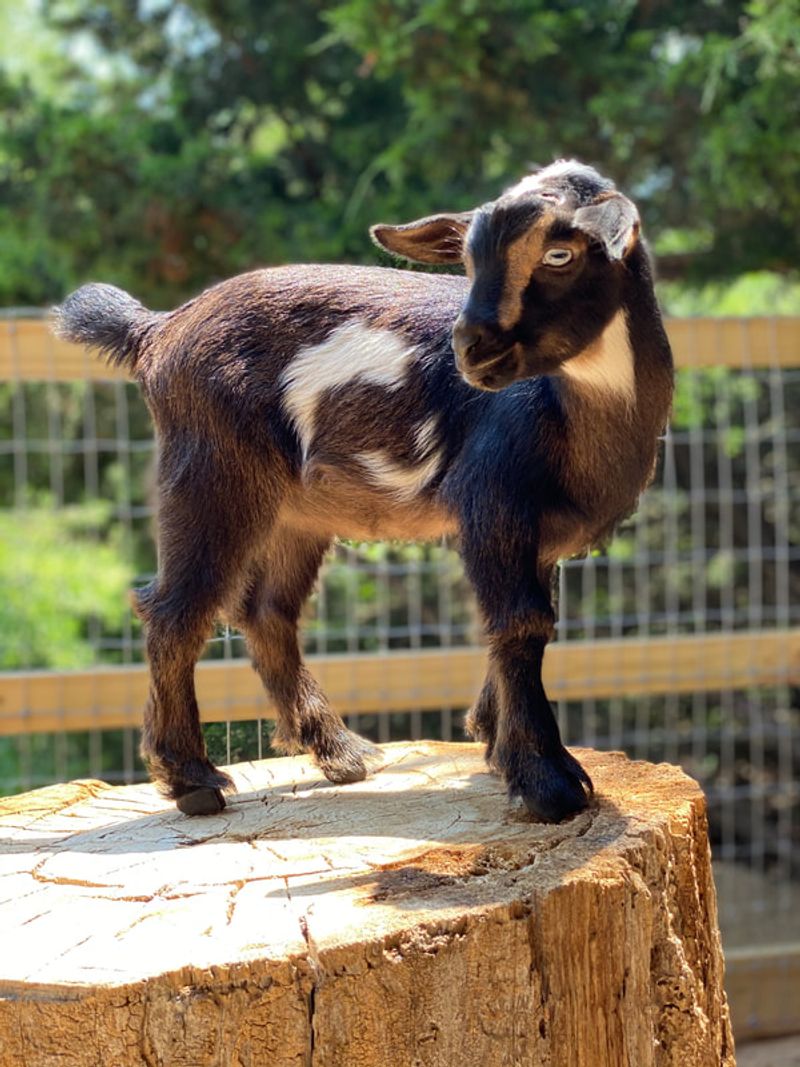 Nigerian Dwarf Goat: Dairy Dynamite in a Tiny Package