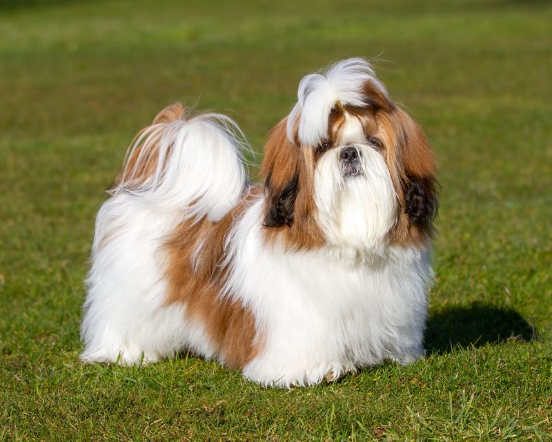 Shih Tzu: Ancient Companions with Modern Health Benefits