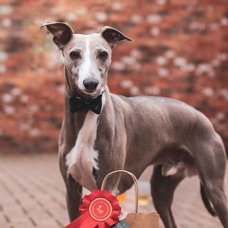 Whippet: Speed Demons With Surprising Softness