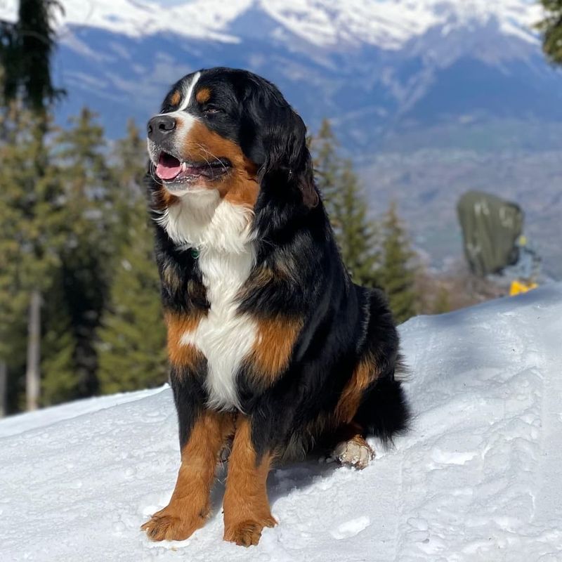 Bernese Mountain Dog: Gentle Giants of the Keystone State
